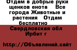 Отдам в добрые руки щенков енота. - Все города Животные и растения » Отдам бесплатно   . Свердловская обл.,Ирбит г.